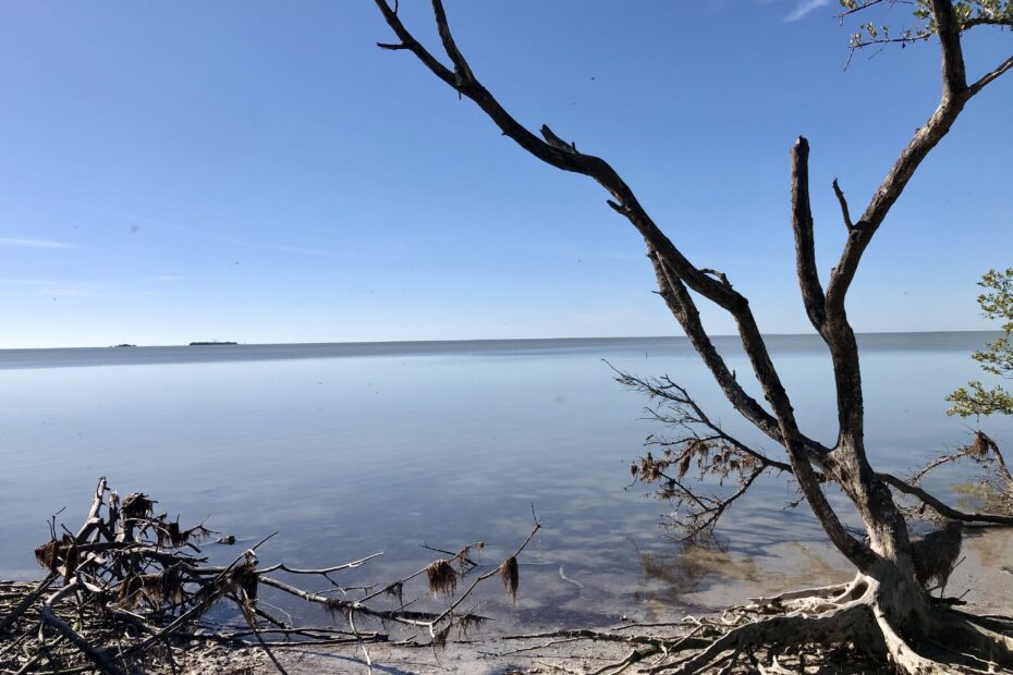 movement mindfulness